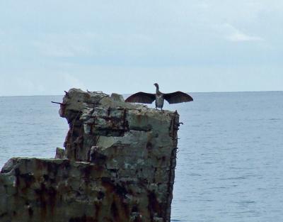 Прикрепленное изображение: CCG55.jpg